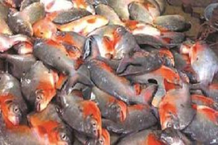 কাজির বাজারে ২ হাজার কেজি পিরানহা মাছ জব্দ, জরিমানা
